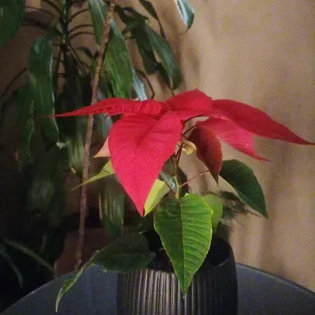 Appartamento дунав билдингс Pleven