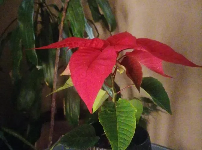 Lejlighed дунав билдингс Pleven